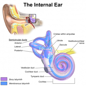 Internal Ear vertigo