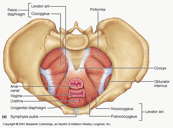 Pelvic-muscles-female physiotherapy 