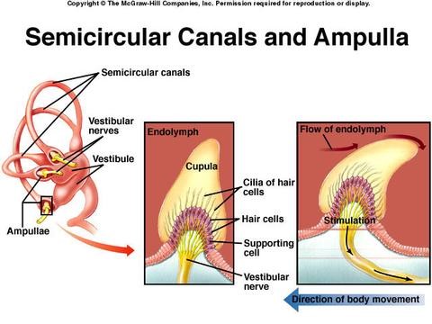 Semicircular Canals