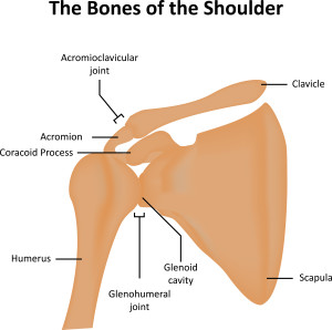 Shoulder Joint Labeled