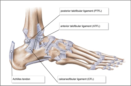 Lateral ankle ligament anatomy.