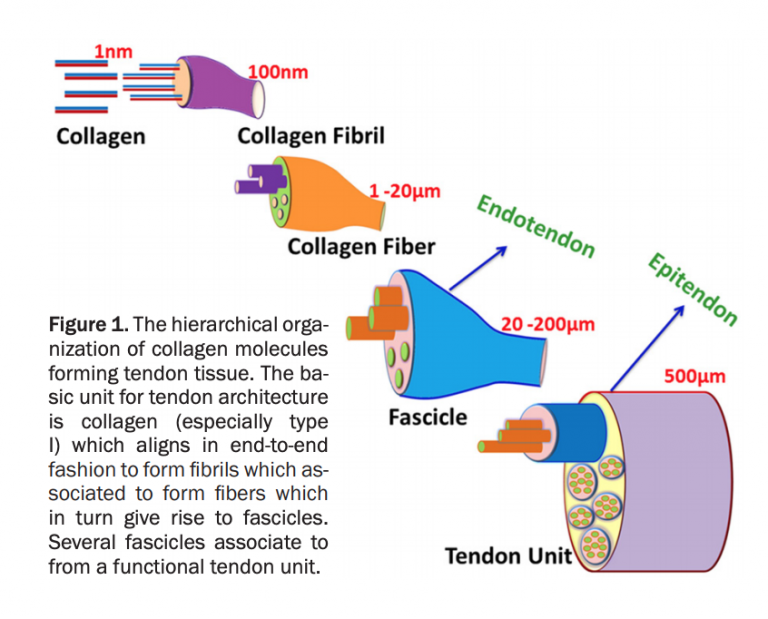 Tendinopathy Rehabilitation: Current Concepts | POGO Physio Gold Coast