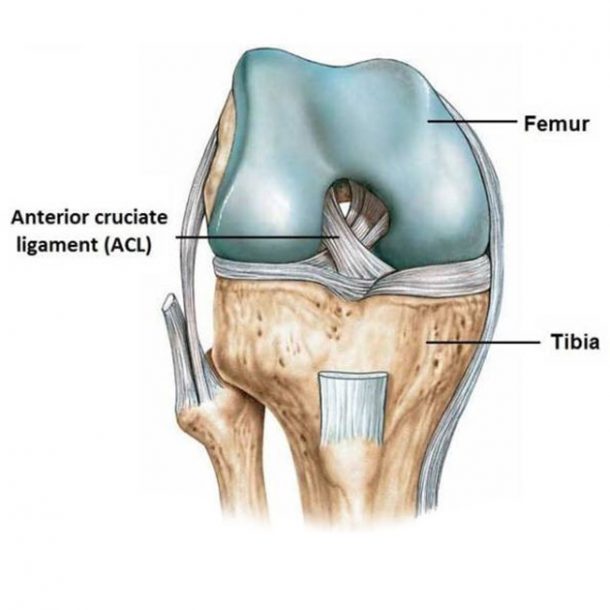 Do I need to repair my ruptured ACL? | POGO Physio Gold Coast