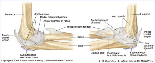 elbow ligament anatomy