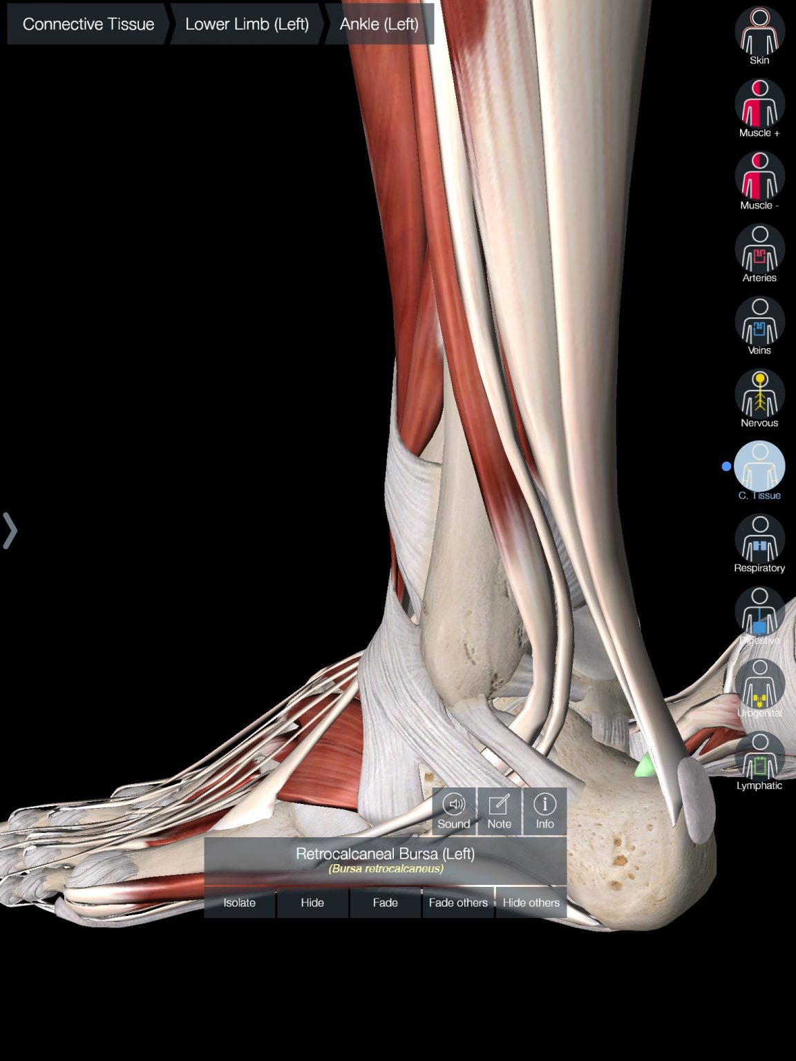 Insertional Achilles Tendinopathy | POGO Physio Gold Coast