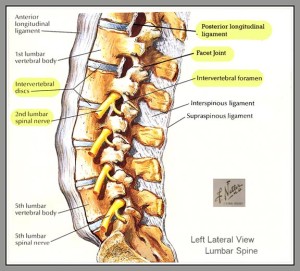 low back anatomy physio 