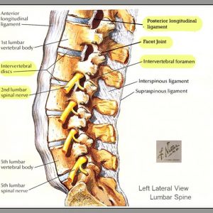 low back anatomy physio | POGO Physio Gold Coast