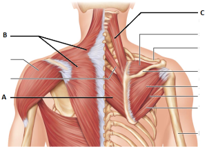 POGO Physio Gold Coast neck muscles