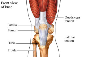 patella tendon diagram physiotherapy 