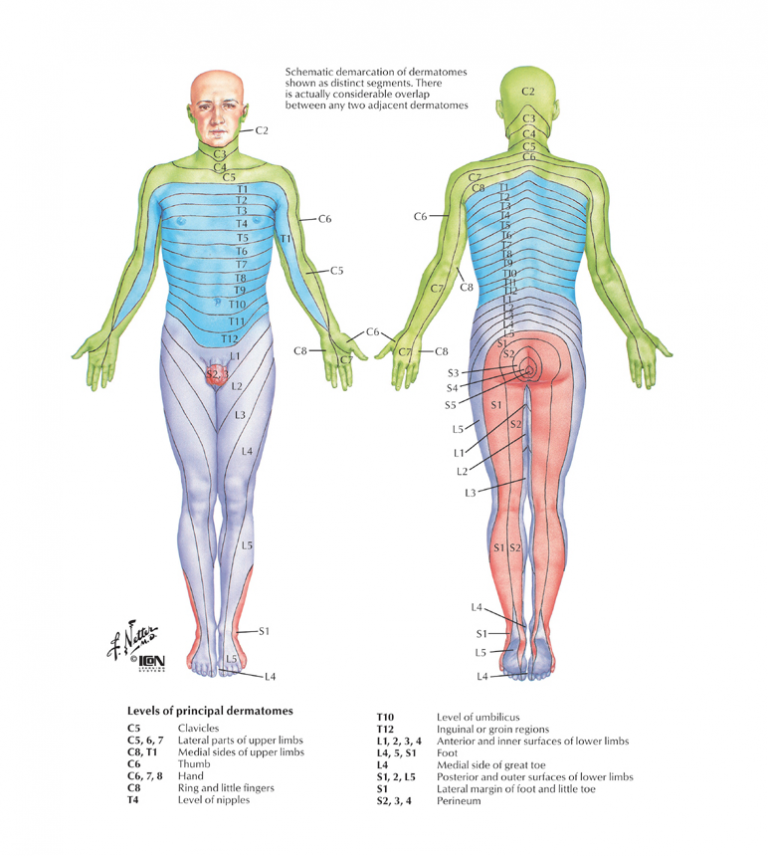 Body schema. Дерматомы l5. Дерматомы Неттер. Дерматомы уровни чувствительности. Дерматома l5 корешка.