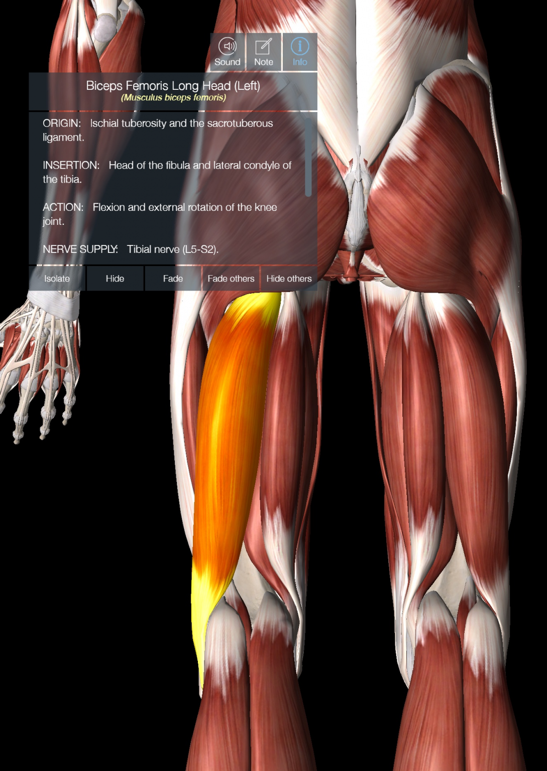 Choosing The Right Hamstring Exercises | POGO Physio Gold Coast