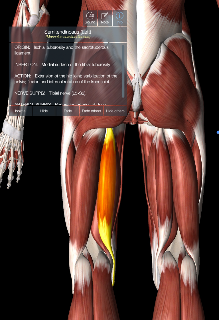 Choosing The Right Hamstring Exercises | POGO Physio Gold Coast