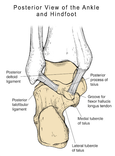 Posterior Ankle Impingement-Pathoanatomy, Assessment and Management ...